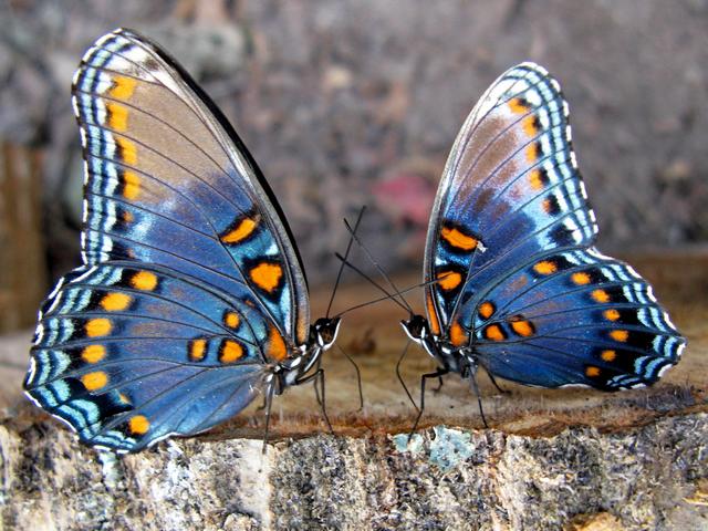 Все о бабочках в Перми | ЗооТом портал о животных