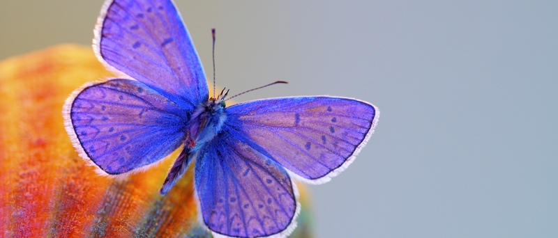 Все о бабочках в Перми | ЗооТом портал о животных