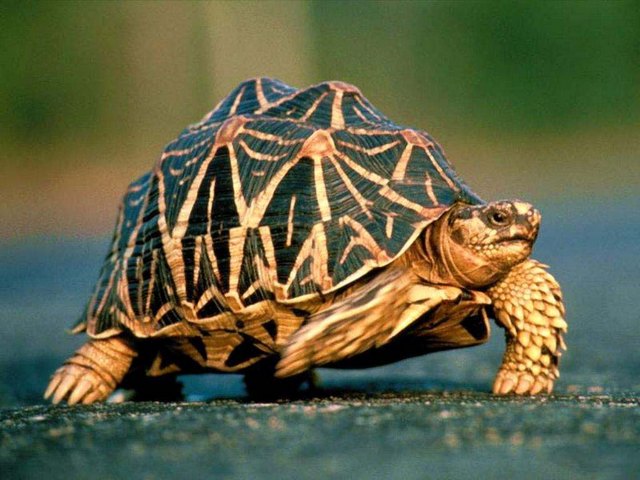 Все о черепахах в Перми | ЗооТом портал о животных
