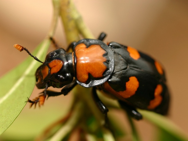 Все о жуках в Перми | ЗооТом портал о животных