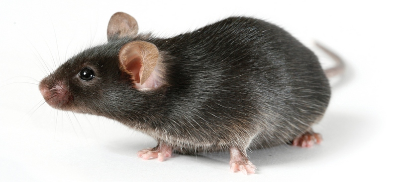 Все о крысах в Перми | ЗооТом портал о животных