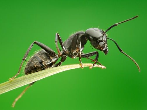 Все о муравьях в Перми | ЗооТом портал о животных