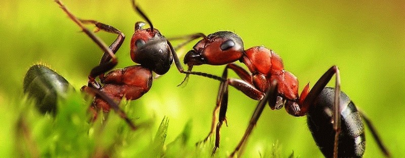 Все о муравьях в Перми | ЗооТом портал о животных