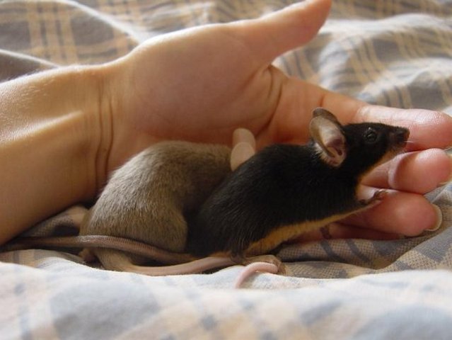 Все о мышах в Перми | ЗооТом - продажа, вязка и услуги для животных в Перми