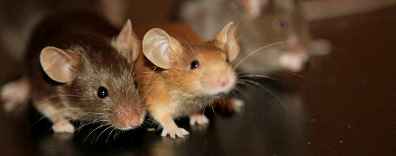 Все о мышах в Перми | ЗооТом - продажа, вязка и услуги для животных в Перми