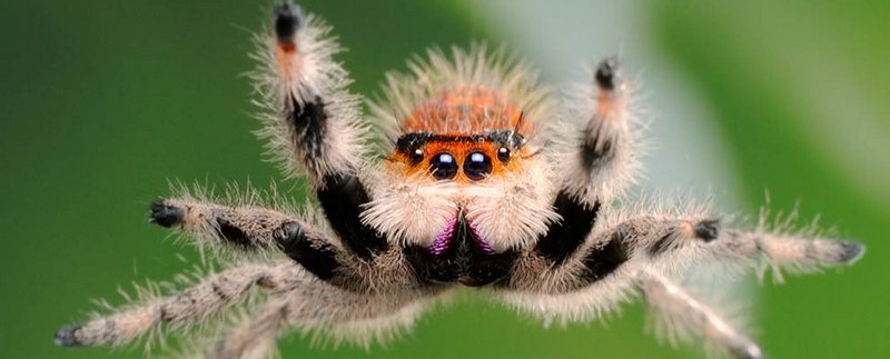 Все о пауках в Перми | ЗооТом портал о животных