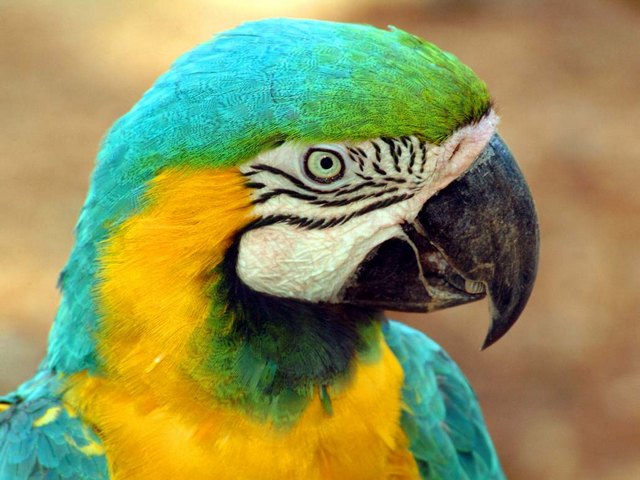 Все о попугаях в Перми | ЗооТом портал о животных
