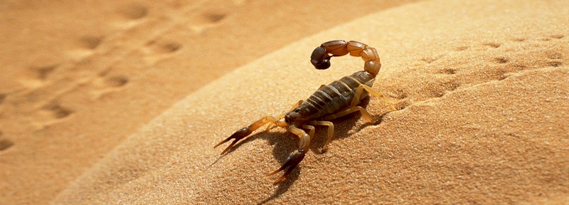 Все о скорпионах в Перми | ЗооТом портал о животных