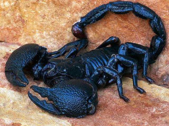 Все о скорпионах в Перми | ЗооТом портал о животных