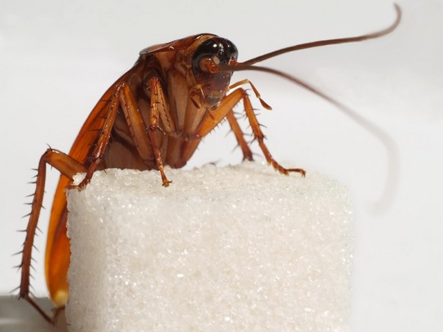 Все о тараканах в Перми | ЗооТом портал о животных