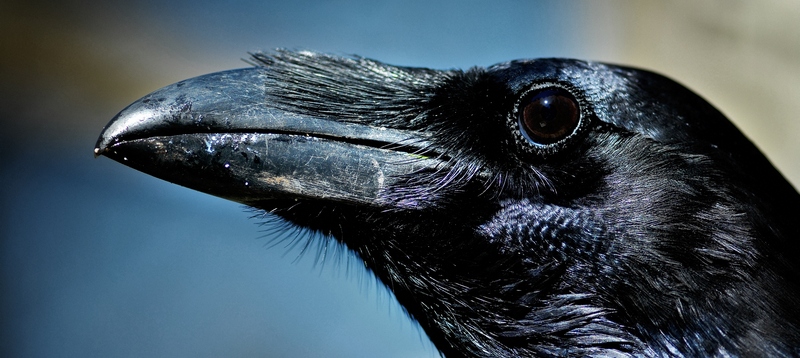 Все о воронах в Перми | ЗооТом портал о животных