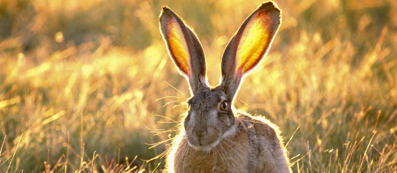 Все о зайцах | ЗооТом - продажа, вязка и услуги для животных в Перми