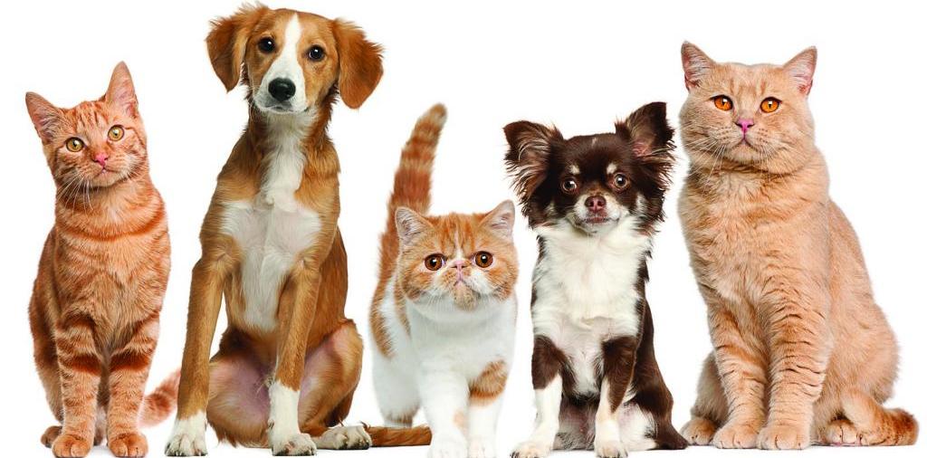 Доска объявлений о животных | ЗооТом - продажа, вязка и услуги для животных в Перми