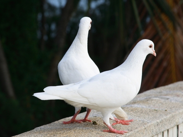 Все о голубях | ЗооТом - продажа, вязка и услуги для животных в Перми