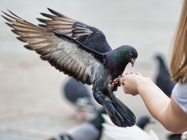 Все о голубях | ЗооТом - продажа, вязка и услуги для животных в Перми