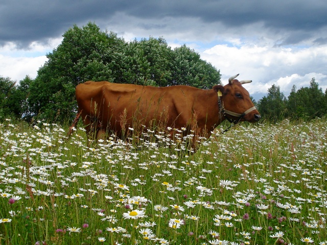 Все о коровах в Перми | ЗооТом портал о животных