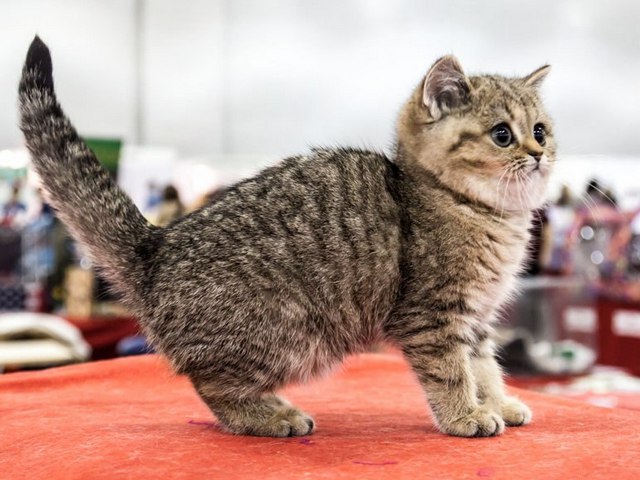 Породы кошек в Перми | ЗооТом портал о животных