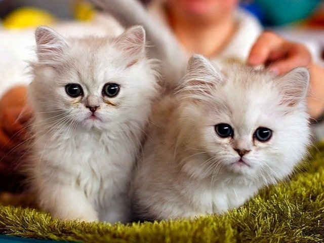 Породы кошек в Перми | ЗооТом портал о животных