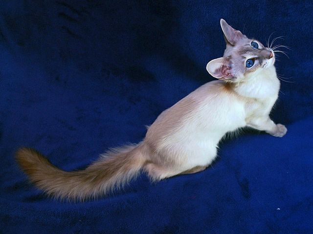 Выведенные породы кошек в Перми | ЗооТом портал о животных