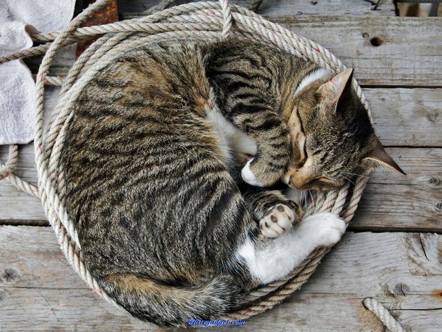 Все о кошках в Перми | ЗооТом портал о животных