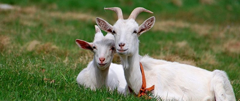 Все о козах в Перми | ЗооТом портал о животных