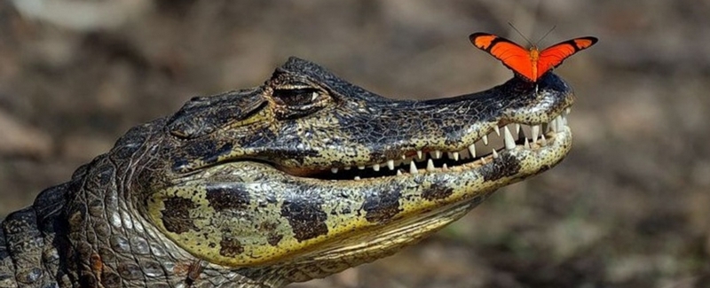 Все о крокодилах в Перми | ЗооТом портал о животных