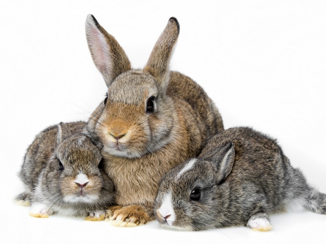 Все о кроликах в Перми | ЗооТом портал о животных