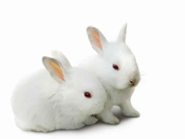 Все о кроликах в Перми | ЗооТом портал о животных