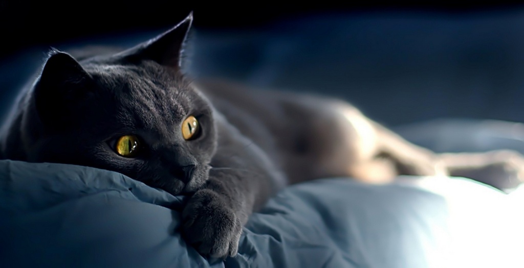 Объявления о кошках | ЗооТом - продажа, вязка и услуги для животных в Перми