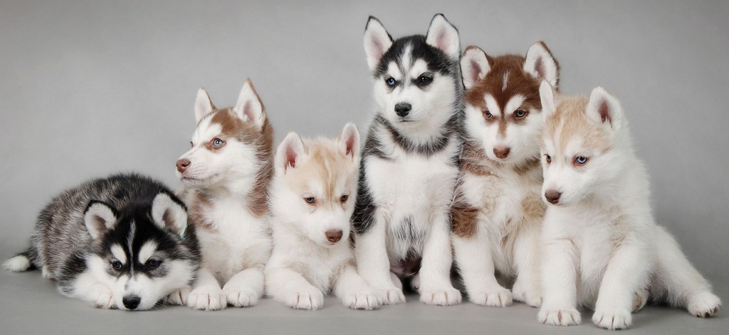 Объявления о собаках | ЗооТом - продажа, вязка и услуги для животных в Перми
