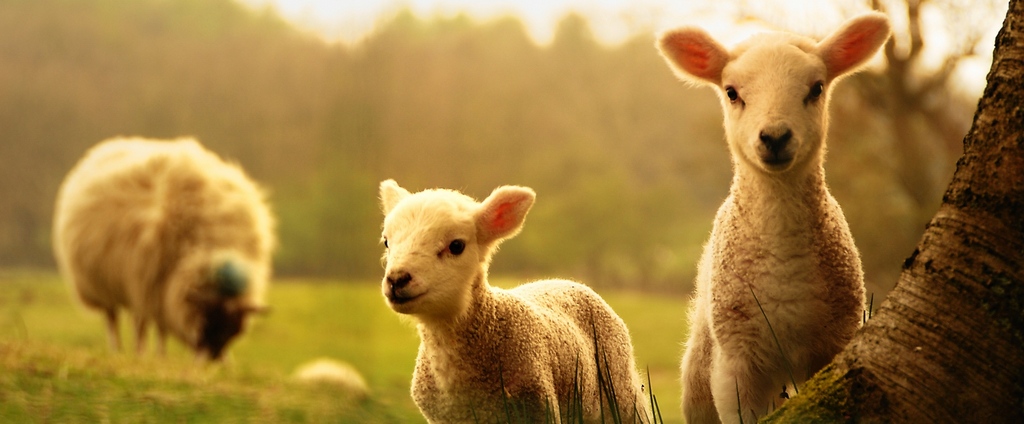 Объявления о сельскохозяйственных животных | ЗооТом - продажа, вязка и услуги для животных в Перми
