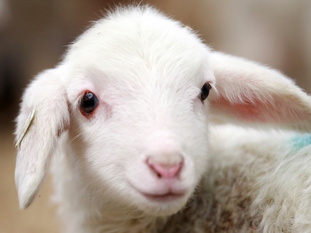 Овцы и бараны в Перми | ЗооТом портал о животных