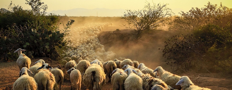 Все об овцах в Перми | ЗооТом портал о животных
