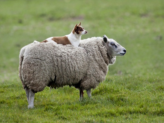 Все об овцах в Перми | ЗооТом портал о животных