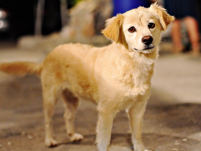 Породы собак в Перми | ЗооТом портал о животных