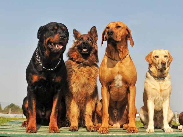Крупные породы собак в Перми | ЗооТом портал о животных
