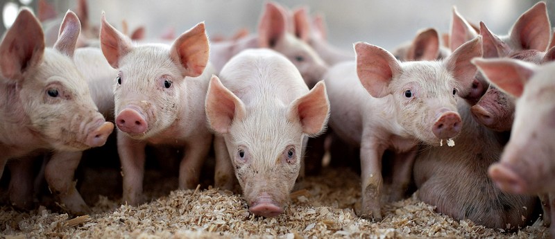 Все о свиньях в Перми | ЗооТом портал о животных