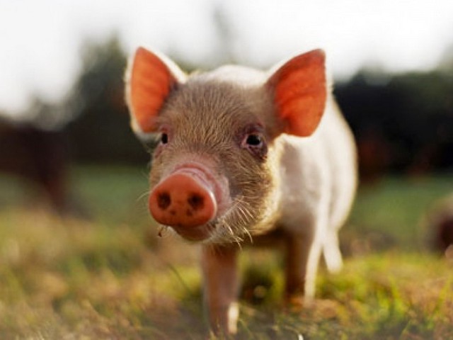Все о свиньях в Перми | ЗооТом портал о животных