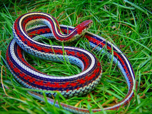 Все о змеях в Перми | ЗооТом портал о животных