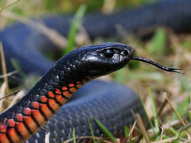 Все о змеях в Перми | ЗооТом портал о животных